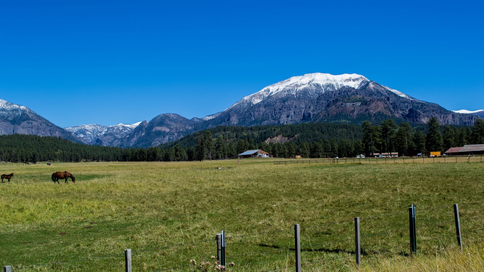 Two horses grazing in a fenced irrigated pasture with a barn and outbuildings along the treeline and a snow-capped peak rising behind